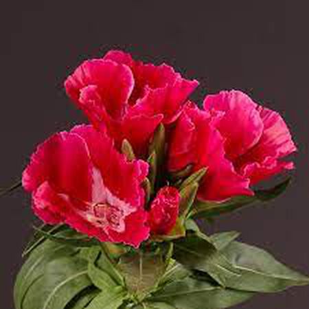 Grace Red, (F1) Clarkia Seed - Packet image number null